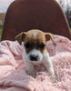 Jack Russell Terrier For Sale Fredericksburg OH Female-Posie