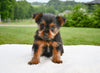 Yorkshire Terrier For Sale Baltic OH-Penny