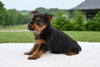 Yorkshire Terrier For Sale Baltic OH-Penny