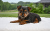 Yorkshire Terrier For Sale Baltic OH-Penny