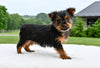 Yorkshire Terrier For Sale Baltic OH-Penny