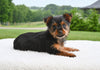 Yorkshire Terrier For Sale Baltic OH-Penny
