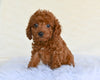 F1B Cockapoo For Sale Fresno OH-Penny