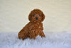 F1B Cockapoo For Sale Fresno OH-Penny