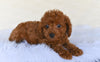 F1B Cockapoo For Sale Fresno OH-Penny