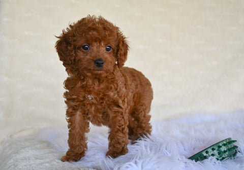 F1B Cockapoo For Sale Fresno OH-Penny