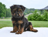 Yorkshire Terrier For Sale Baltic OH-Porter