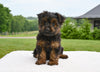 Yorkshire Terrier For Sale Baltic OH-Porter