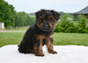 Yorkshire Terrier For Sale Baltic OH-Porter