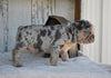 AKC French Bulldog For Sale Baltic OH Princess