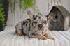 AKC French Bulldog For Sale Baltic OH Princess
