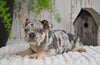 AKC French Bulldog For Sale Baltic OH Princess