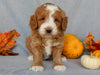 Mini F1B Goldendoodle For Sale Millersburg OH Female-Buttons