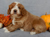 Mini F1B Goldendoodle For Sale Millersburg OH Female-Buttons