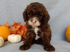 Mini F1B Labradoodle For Sale Millersburg OH Male-Bruno