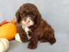 Mini F1B Labradoodle For Sale Millersburg OH Male-Bruno