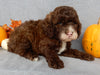 Mini F1B Labradoodle For Sale Millersburg OH Male-Bruno