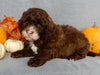 Mini F1B Labradoodle For Sale Millersburg OH Male-Bruno