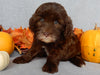 Mini F1B Labradoodle For Sale Millersburg OH Female-Beverly