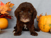 Mini F1B Labradoodle For Sale Millersburg OH Female-Beverly