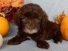 Mini F1B Labradoodle For Sale Millersburg OH Female-Beverly
