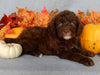 Mini F1B Labradoodle For Sale Millersburg OH Female-Bailey