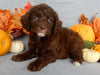 Mini F1B Labradoodle For Sale Millersburg OH Female-Bailey