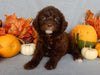 Mini F1B Labradoodle For Sale Millersburg OH Female-Bailey