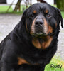 AKC Rottweiler For Sale Fredericksburg OH Cooper