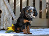 Cavapoo Puppy For Sale Millersburg OH-Rachel
