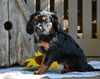 Cavapoo Puppy For Sale Millersburg OH-Rachel