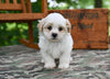 Shih Tzu For Sale Fredericksburg OH-Rambo