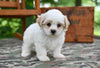 Shih Tzu For Sale Fredericksburg OH-Rambo