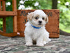 Shih Tzu For Sale Fredericksburg OH-Rambo