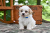 Shih Tzu For Sale Fredericksburg OH-Rambo