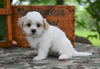 Shih Tzu For Sale Fredericksburg OH-Rambo