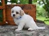 Shih Tzu For Sale Fredericksburg OH-Rambo