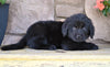 Newfoundland For Sale Dalton OH-Rambo