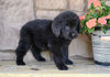 Newfoundland For Sale Dalton OH-Rambo