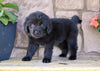 Newfoundland For Sale Dalton OH-Rambo