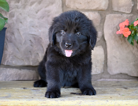Newfoundland For Sale Dalton OH-Rambo