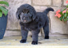 Newfoundland For Sale Dalton OH-Rambo