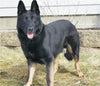 AKC German Shepherd For Sale Baltic OH Blazer