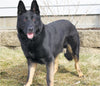 AKC Registered German Shepherd For Sale Millersburg OH Male-Baxter