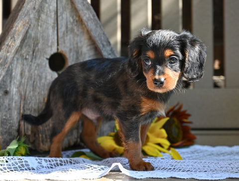 Cavapoo For Sale Millersburg OH-Rex