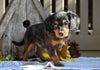 Cavapoo For Sale Millersburg OH-Rex