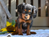 Cavapoo For Sale Millersburg OH-Rex