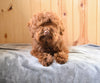 Toy Poodle For Sale Fresno OH Rhett
