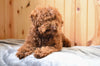 Toy Poodle For Sale Fresno OH Rhett