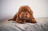 Toy Poodle For Sale Fresno OH Rhett